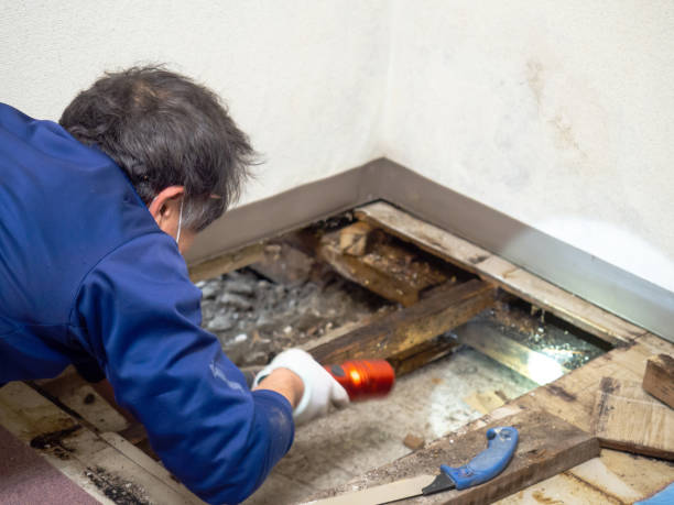 Best Mold Removal Process  in Social Circle, GA