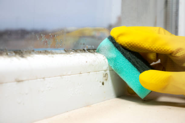 Best Home Mold Removal  in Social Circle, GA