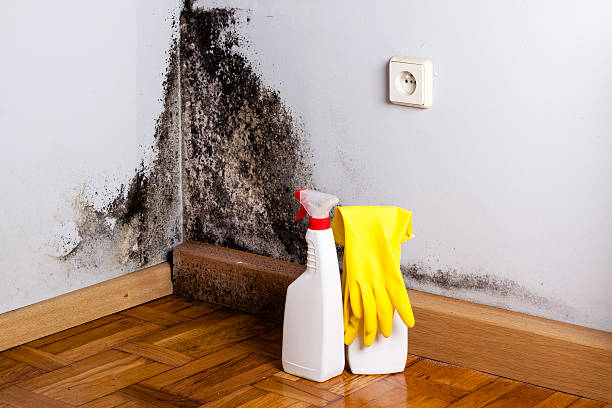 Best Commercial Mold Removal  in Social Circle, GA