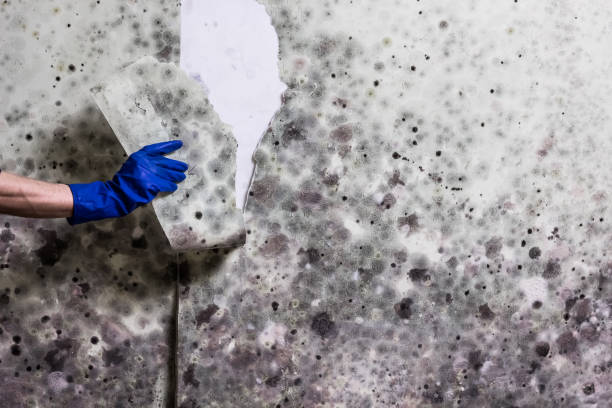 Best Mold Removal Company Near Me  in Social Circle, GA