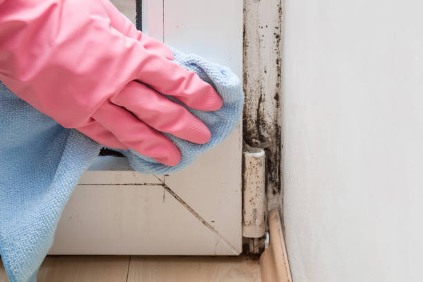 Best Affordable Mold Removal  in Social Circle, GA