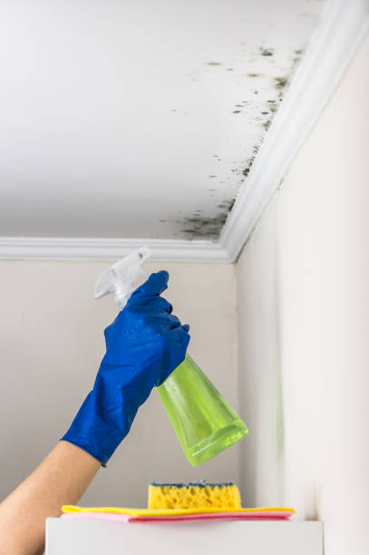 Best Residential Mold Removal  in Social Circle, GA